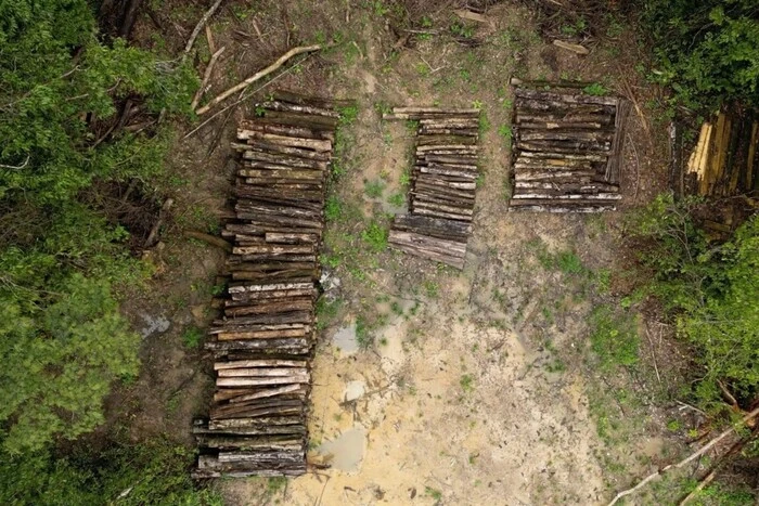 Brasilianer fällen den Amazonaswald, um eine Straße für den Klimagipfel zu bauen