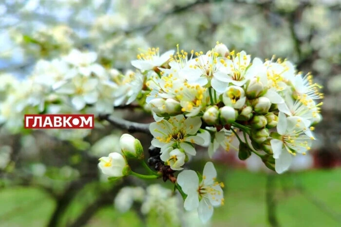 In der Ukraine wird wechselhafte Bewölkung erwartet: Wetter am 25. April