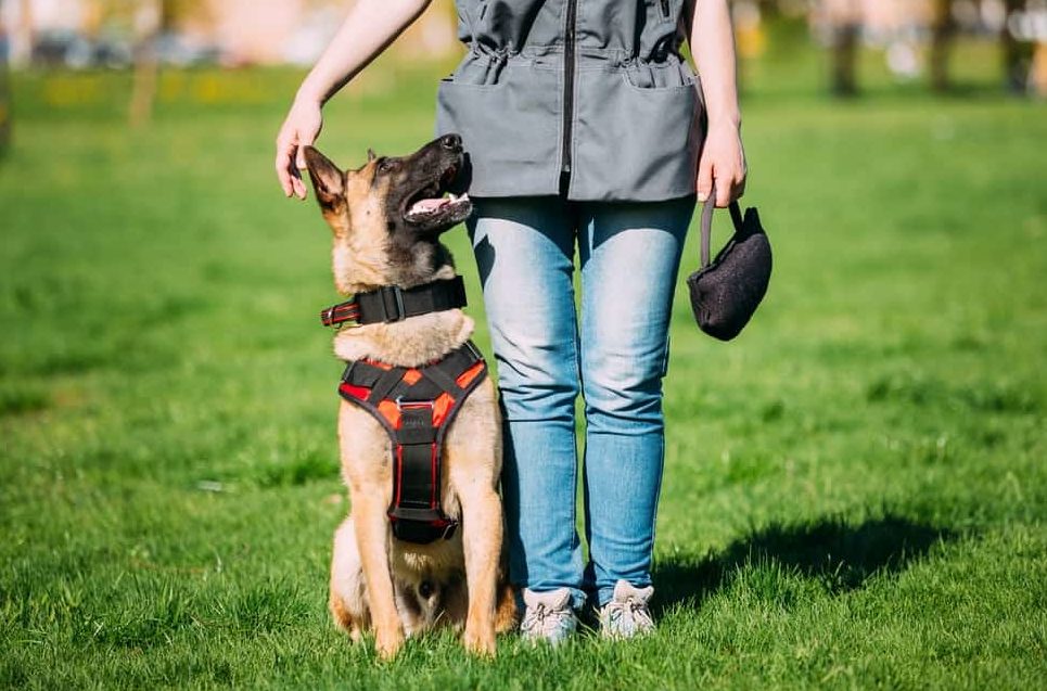 Dog trainer with a coaching lapel with a sum