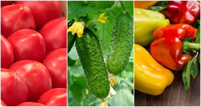 Tomatoes, cucumbers, peppers - new prices