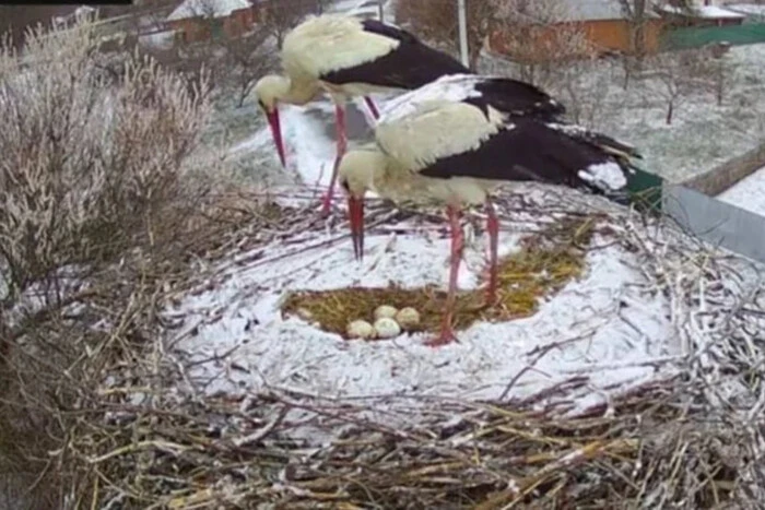 Das Nest des berühmten Storchenpaares Odarka und Grytsik ist eingeschneit