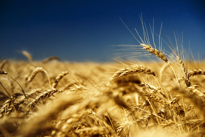 Grain production in Ukraine is growing