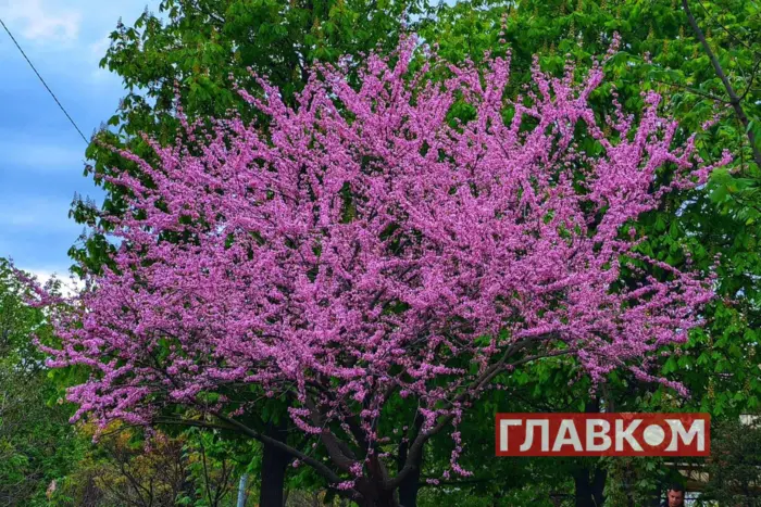 Ukraine: weather on April 23