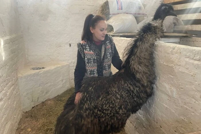 Der Zoo in Sumy hat einen Strauß gerettet, den die ukrainischen Streitkräfte aus der Region Kursk gebracht haben (Foto)