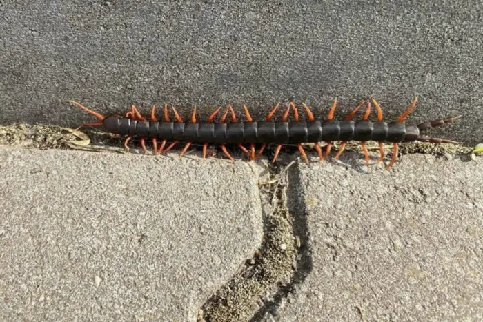 Poisonous centipedes that attack people