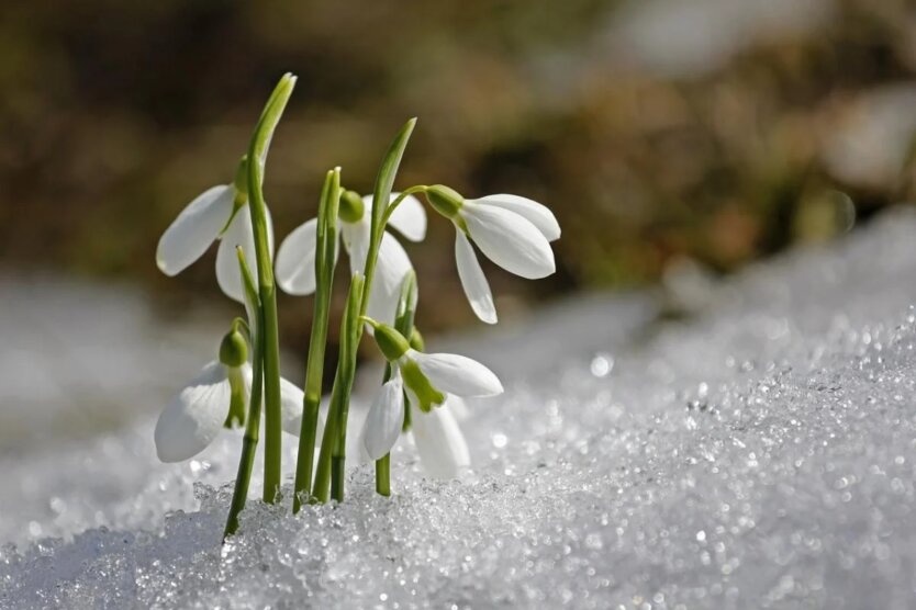 Meteorologen warnten die Bewohner der Region Kiew vor Frost und Schnee