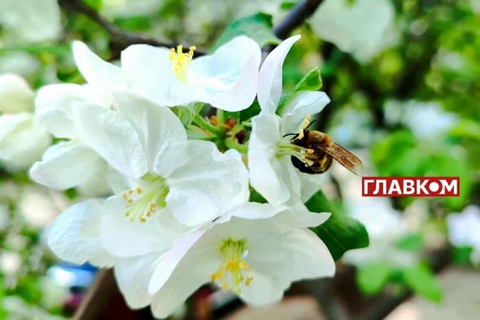 Sonnig, aber kalt: welches Wetter erwarten in der Ukraine am Ewigkeitssonntag