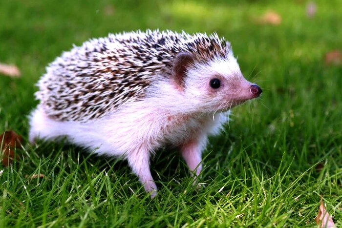 Hedgehogs on the verge of extinction