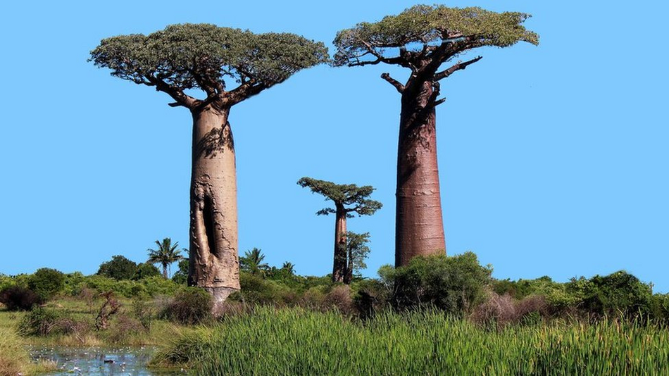 The image shows a baobab - the largest tree in the world