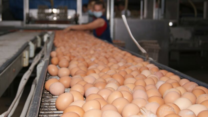 Eggs and bread on store shelves