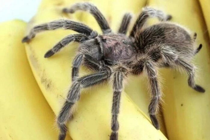 Spider eggs in bananas - myth