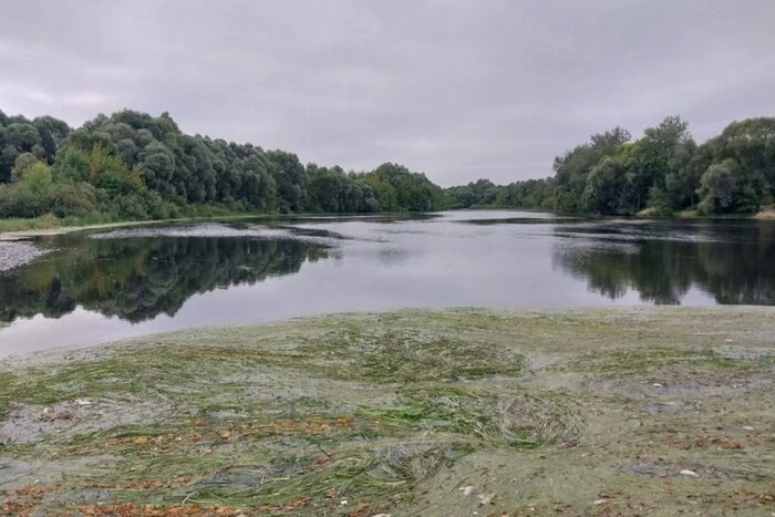 Russen haben Massensterben von Fischen und Verschmutzung des Seim-Flusses verursacht: Umweltschützer schlagen Alarm