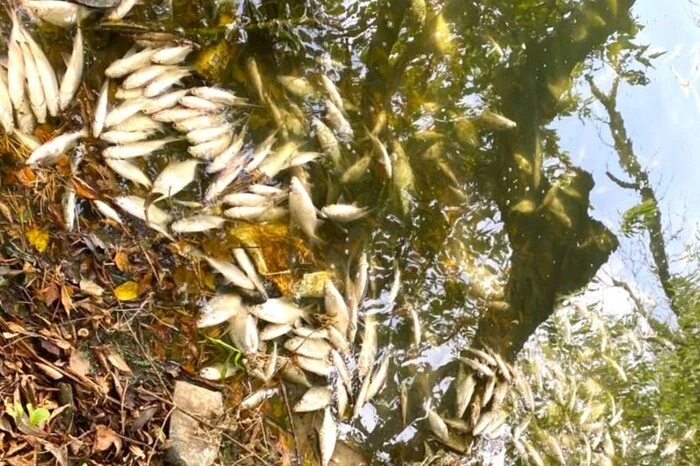 Mass fish mortality near Zhytomyr