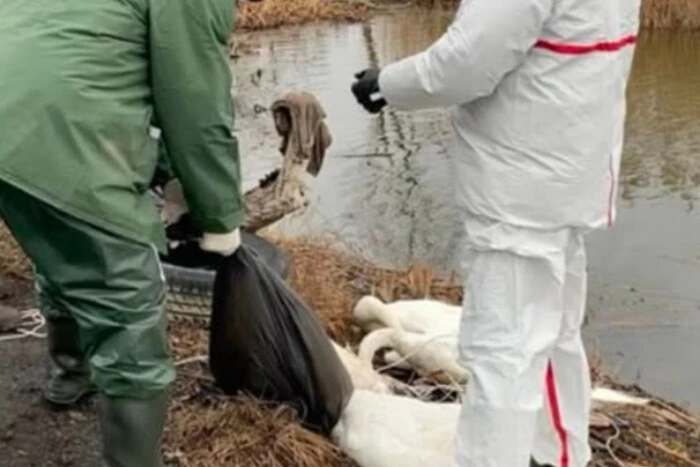 Погибшие лебеди на реке Львовщины