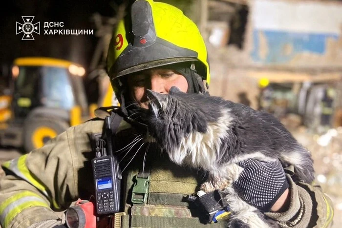 In Charkiw retteten Feuerwehrleute eine Katze aus den Trümmern