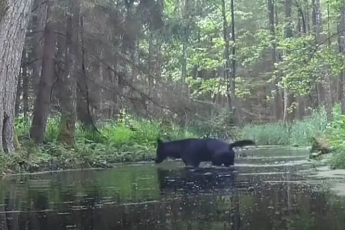 Im polnischen Wald wurde ein Paar seltener schwarzer Wölfe gesichtet (Video)