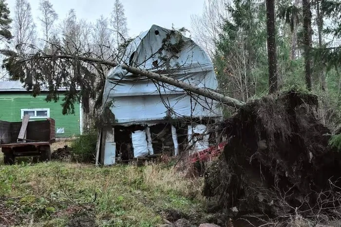 Фото сломанного дерева после урагана