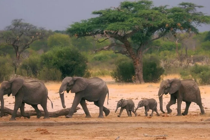 Three days, all elephant herd