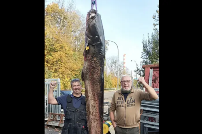 Fast 100 kg. In Deutschland fingen Angler einen riesigen Wels