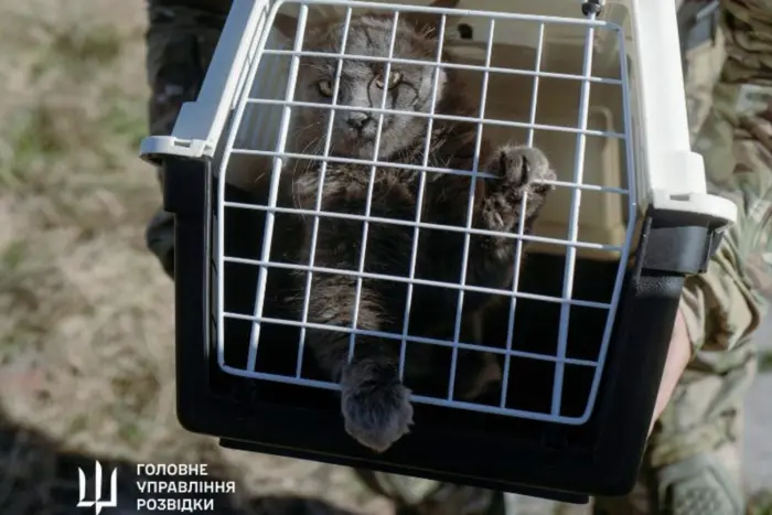 Die Kämpfer des HUR haben 15 Katzen und Kätzchen von der Schlange evakuiert