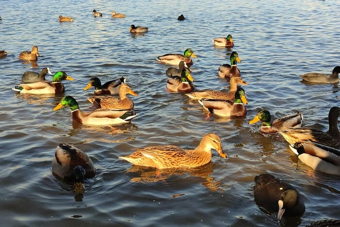 Die Temperatur wird auf +10° steigen: Wettervorhersage für den 2. Januar