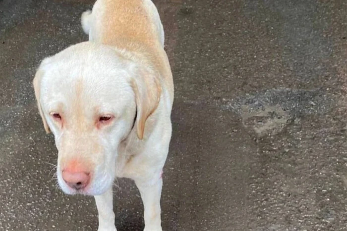 An der Grenze zu Polen haben die Besitzer einen Labrador verlassen, weil die Grenzbeamten ihn nicht einließen