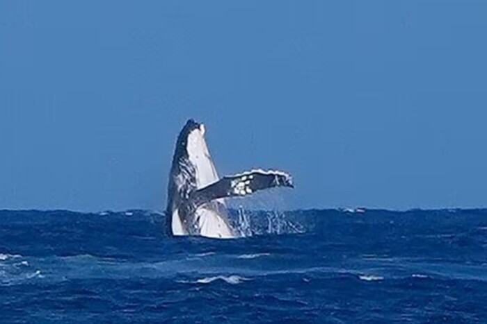 Whale during the Olympic semifinals