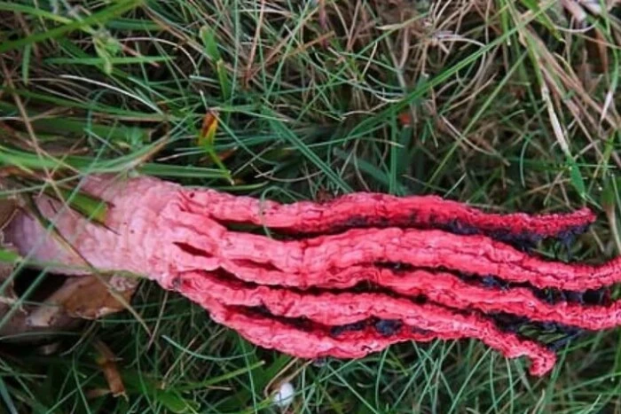 In Großbritannien fand eine Frau einen Pilz mit dem Geruch von faulendem Fleisch