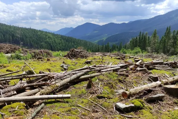 Area of six cities in Ukraine. Cut down in the Carpathians.