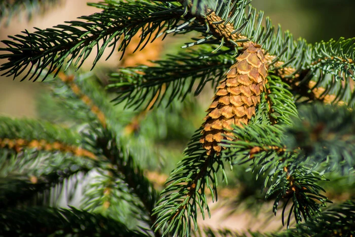 8. November: welcher Feiertag ist heute, Traditionen und Verbote