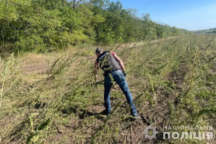 300 тисяч кущів конопель було виявлено поліцією на Одещині (фото)