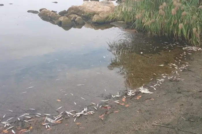 Massensterben von Fischen im Ladijin-Stausee in Winniza registriert