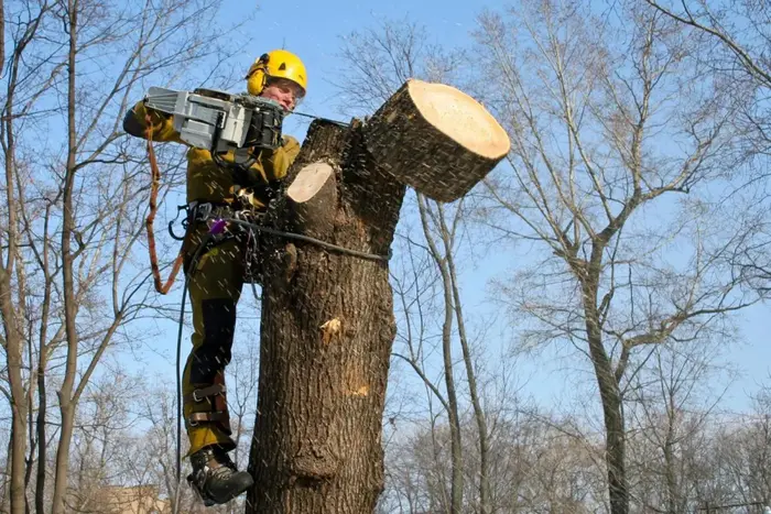 Trees that will be pruned and felled