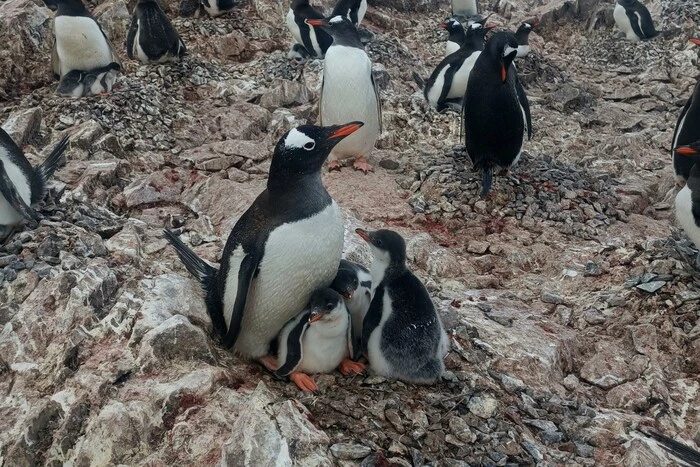 Ukrainische Polarforscher haben in der Antarktis eine einzigartige Pinguinfamilie gefunden