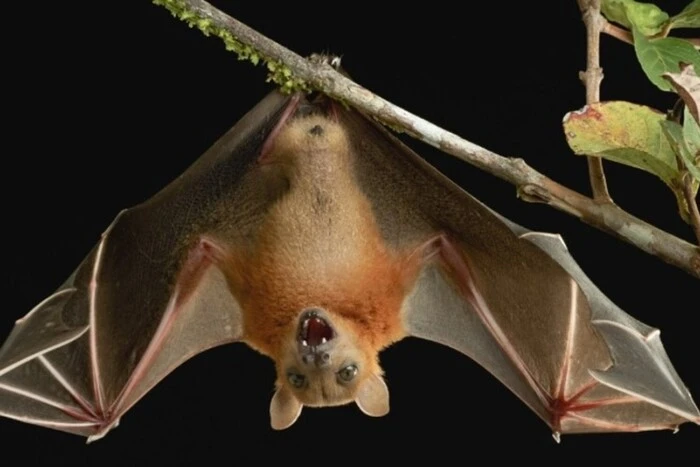 Pentagon protects bats at military bases