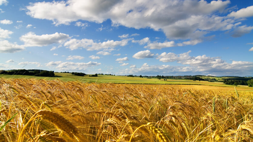 Продаж орендованого земельного паю на Україні