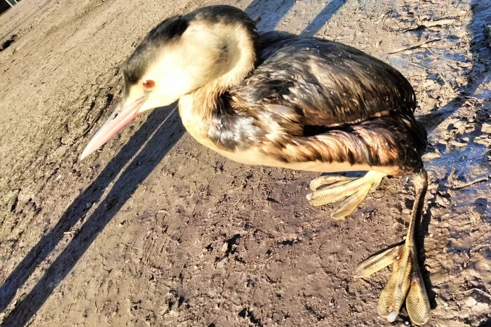 Birds in oil in Odesa region