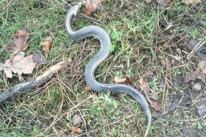 Snake on a snowy polar landscape