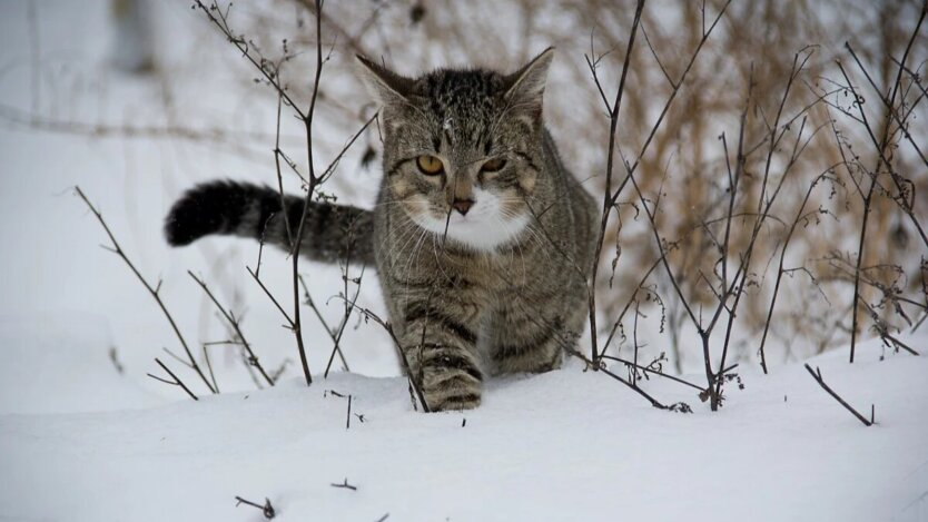 Sunny weather without precipitation in the Kyiv region