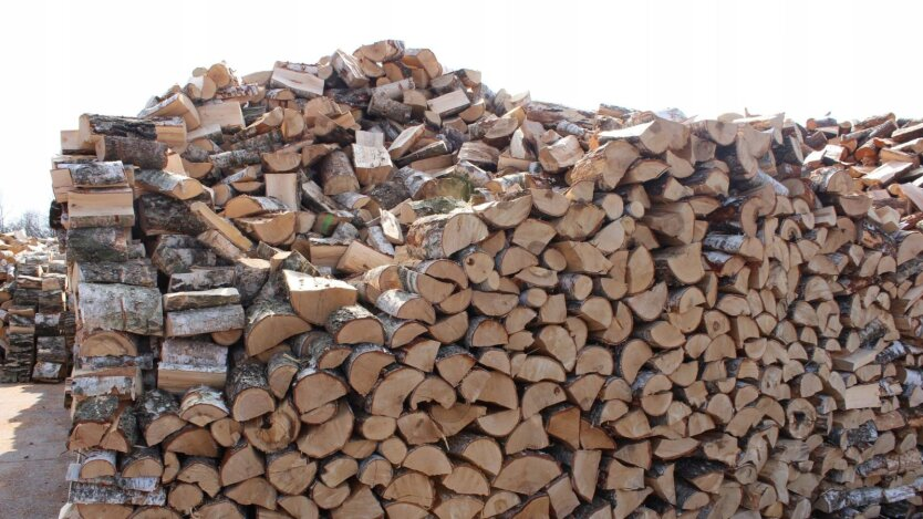 Draft law on firewood: greater strictness of penalties for tree cutting by Ukrainians