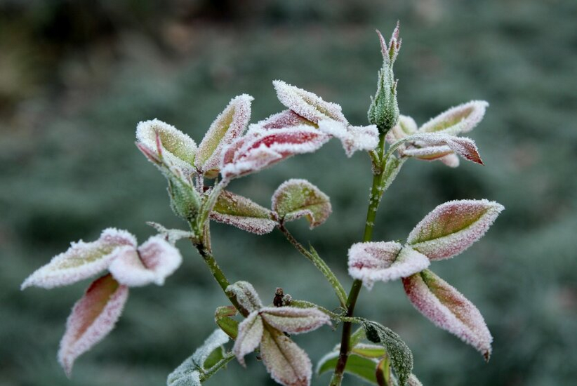 Snow and frost on branches