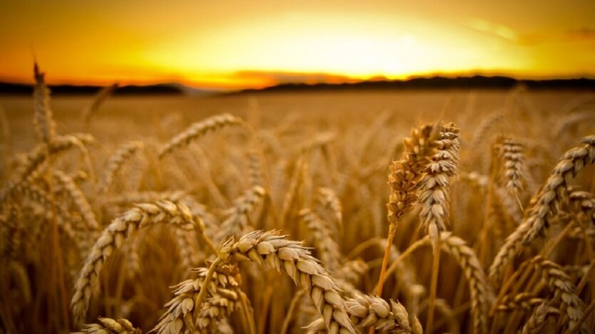 Forecast for the export of Ukrainian wheat to the US