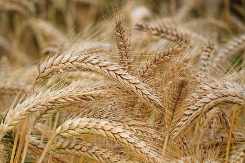 Increase in grain import from Ukraine