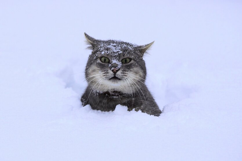 Wet snow and frost