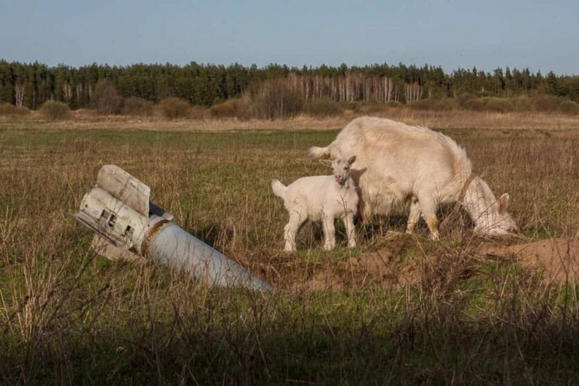 Russian aggression: damages to Ukraine's ecosystem