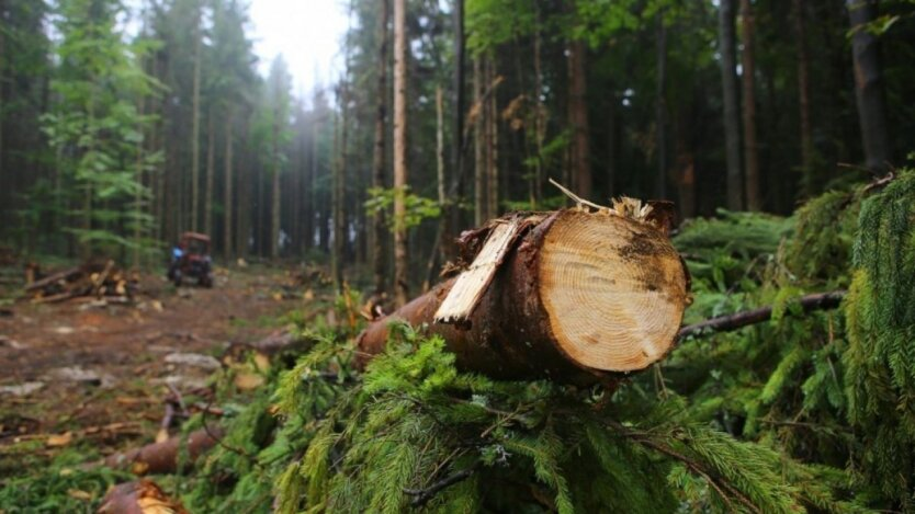 Bis zu 15300 Hrywnja: Ukrainern wurde erklärt, ob sie im Wald Holz sammeln dürfen und wann sie dafür bestraft werden