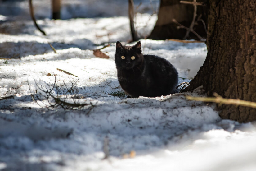 Snow and frosts in the Kyiv region