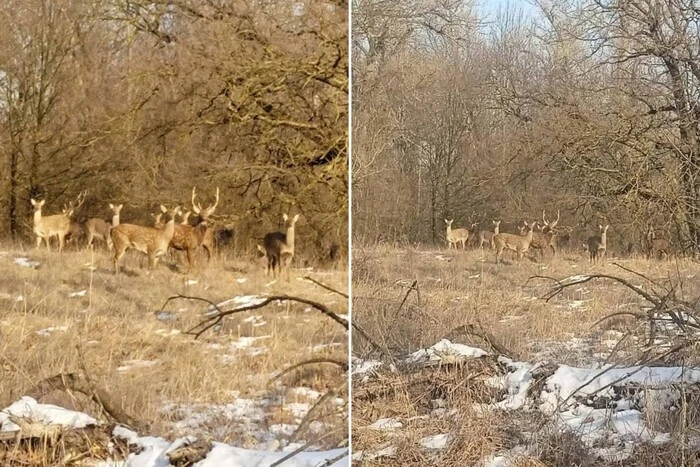 Na Dnieprowszczyźnie zauważono stado egzotycznych japońskich jeleni (zdjęcie)