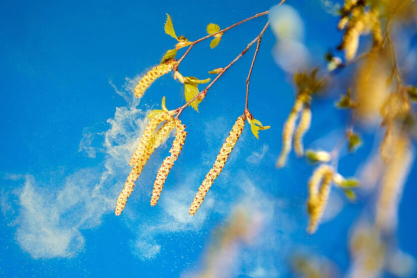 Frühjahrsallergene: Was Sie zur Vorbereitung Ihres Körpers wissen müssen