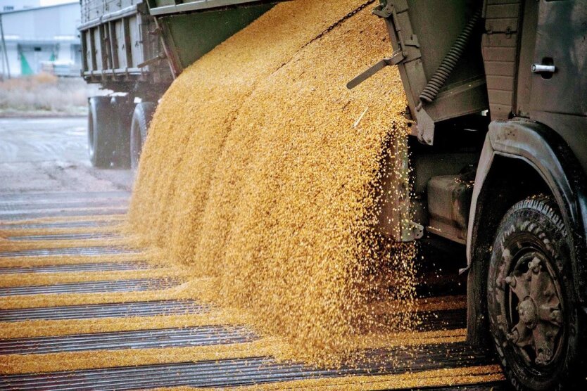 Image: grain fields